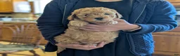 Mini Goldendoodle dogs for sale: Molly - Ad 4