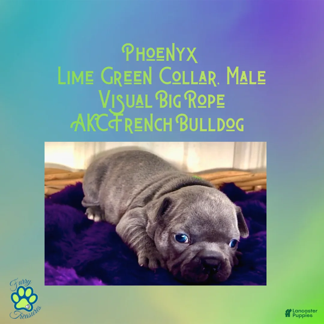 French Bulldog dogs for sale: Phoenyx “Lime Green Collar” Male  - Ad 2