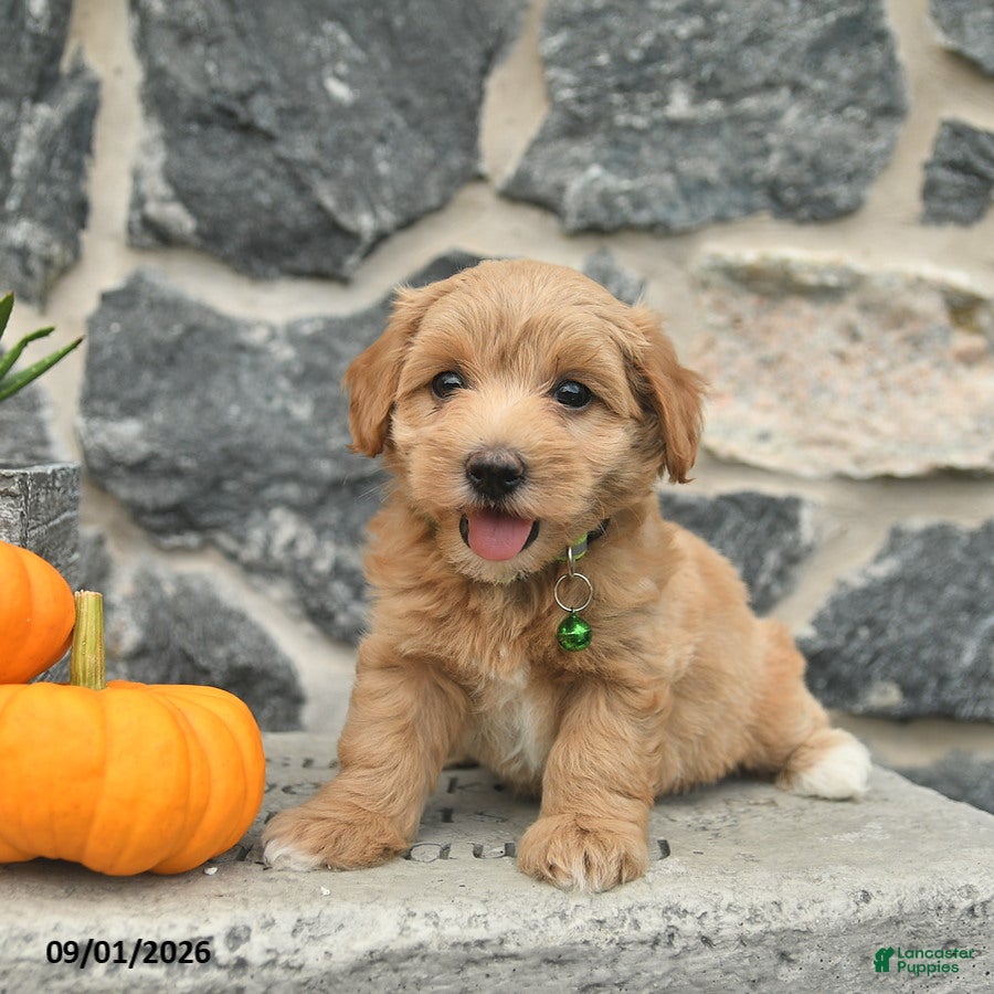 Maltipoo dogs Coffee  - Ad 1