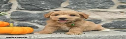 Maltipoo dogs for sale: Coffee  - Ad 1