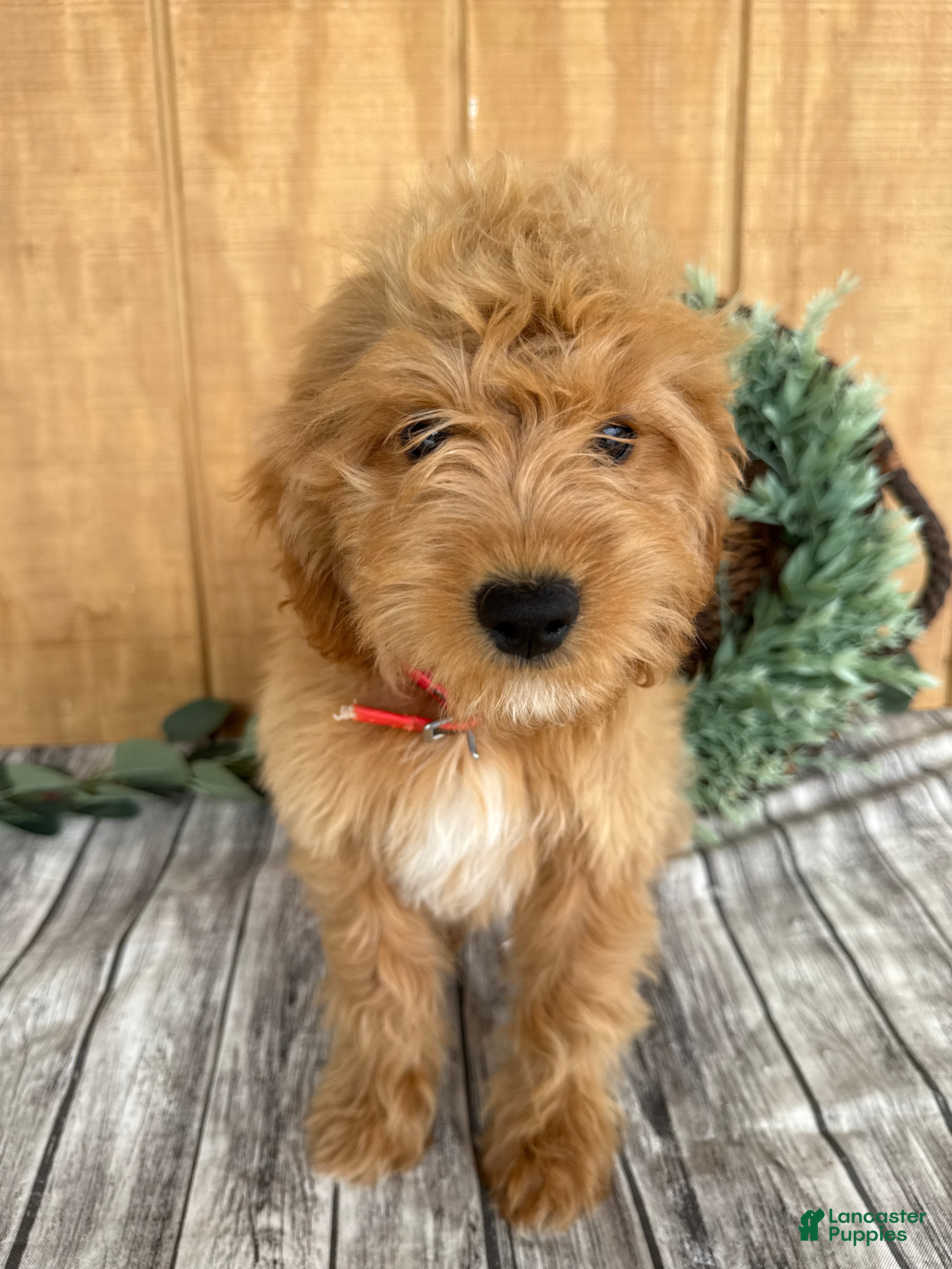 Mini Goldendoodle dogs Alice - Ad 2