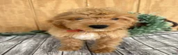 Mini Goldendoodle dogs for sale: Alice - Ad 2