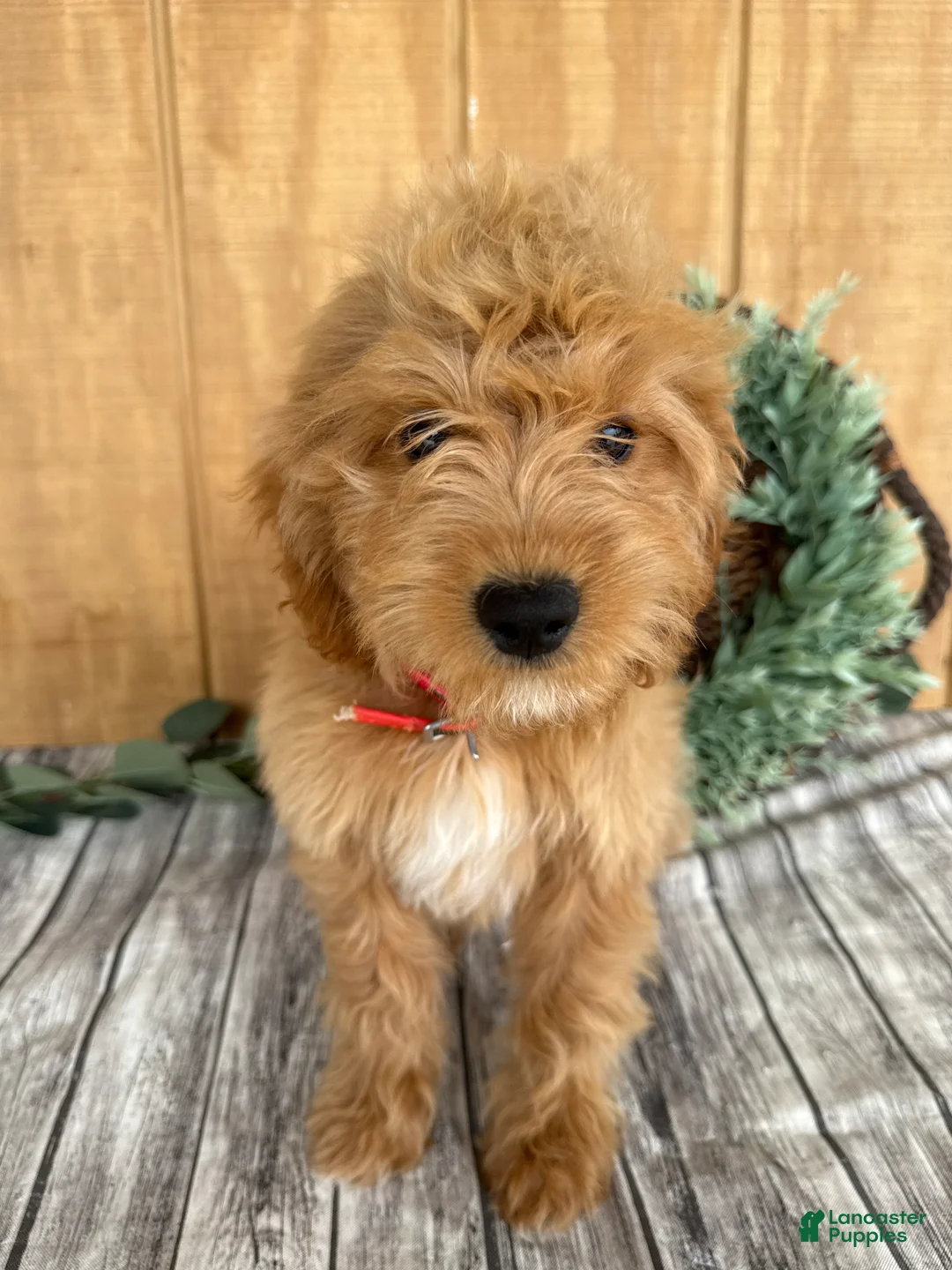 Mini Goldendoodle dogs for sale: Alice - Ad 2