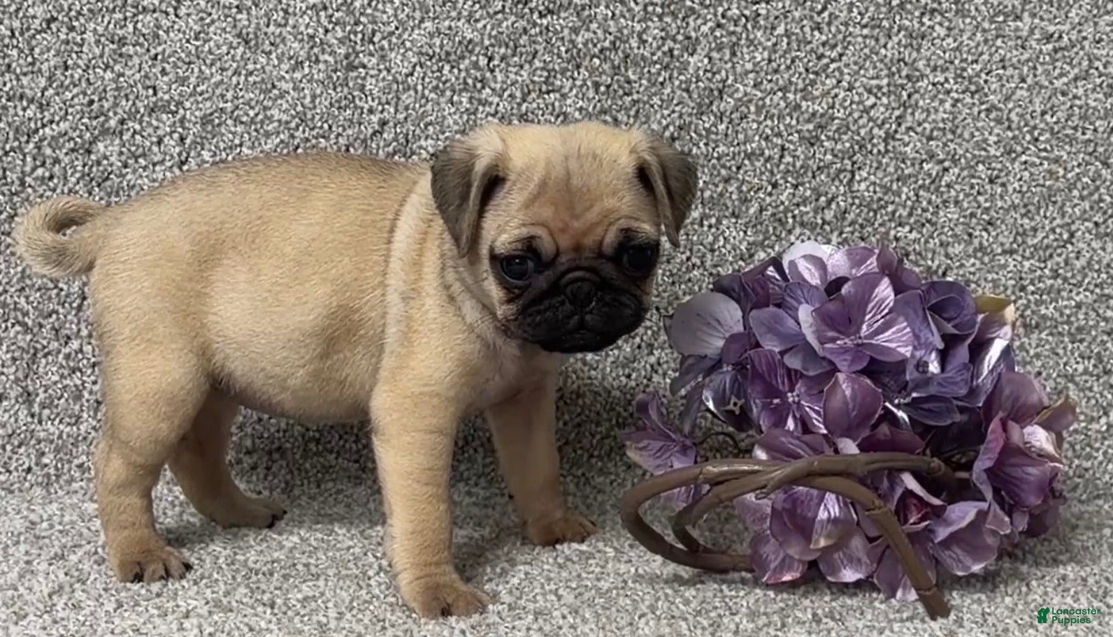 Pug dogs Darla - Ad 1