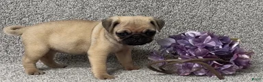 Darla