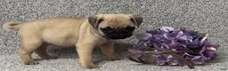 Pug dogs for sale: Darla - Ad 1