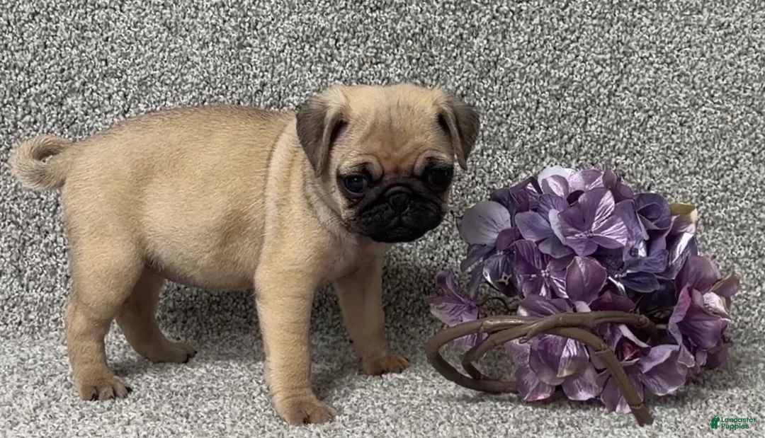 Pug dogs for sale: Darla - Ad 1