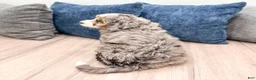 Mini Bernedoodle dogs for sale: Callie - Ad 6