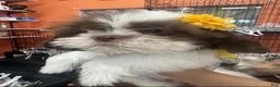 Shih Tzu dogs for sale: Shih Tzu 4 - Ad 4