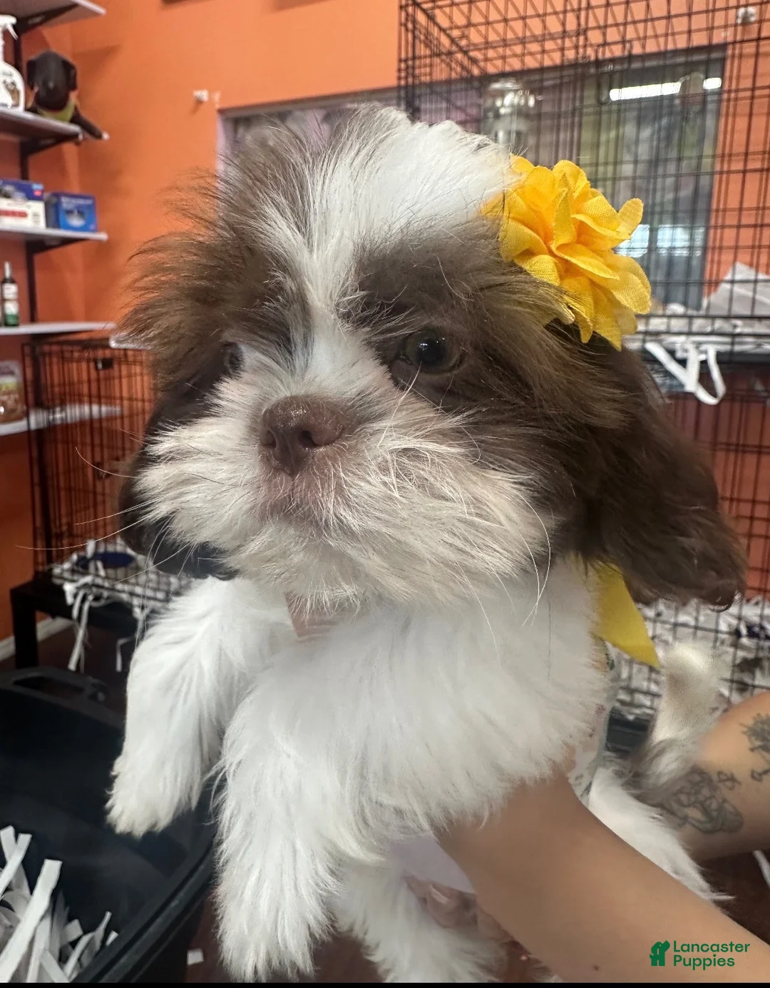 Shih Tzu dogs for sale: Shih Tzu 4 - Ad 4