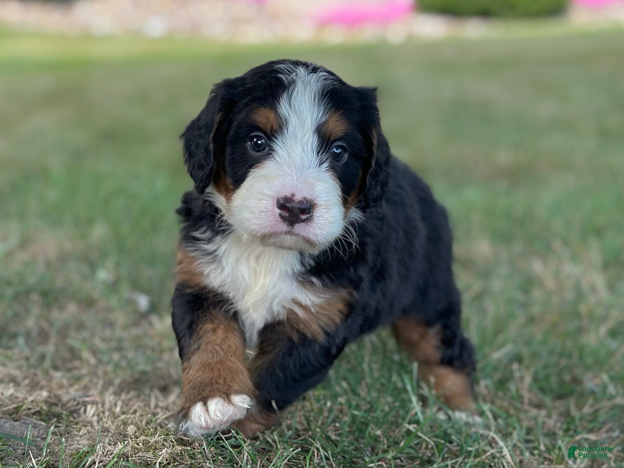 Mini Bernedoodle dogs Brady - Ad 1