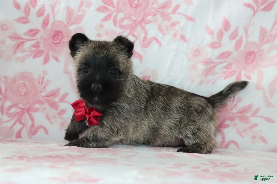 Cairn Terrier dogs for sale: Cruz - Ad 3