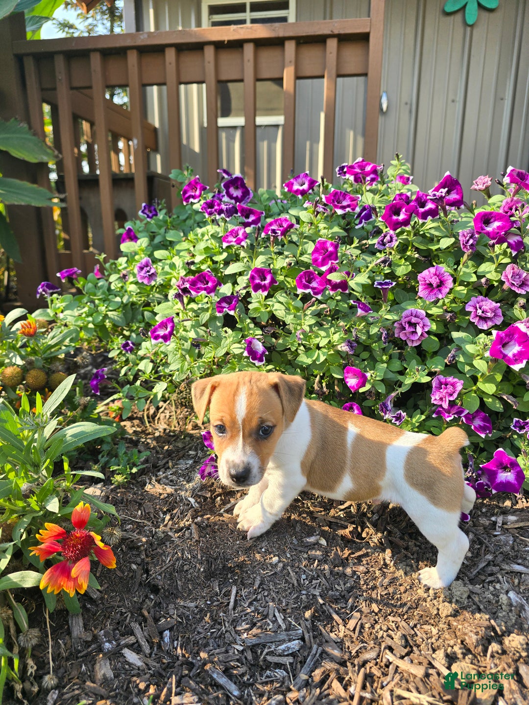 Jack Russell Terrier dogs for sale: Walter - Ad 7