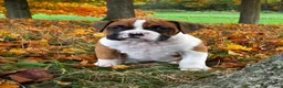 Boxer dogs for sale: Jackson - Ad 8