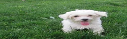 Maltipoo dogs for sale: Koda - Ad 10