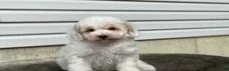 Miniature Poodle dogs for sale: Dakota Miniature Poodle  - Ad 8