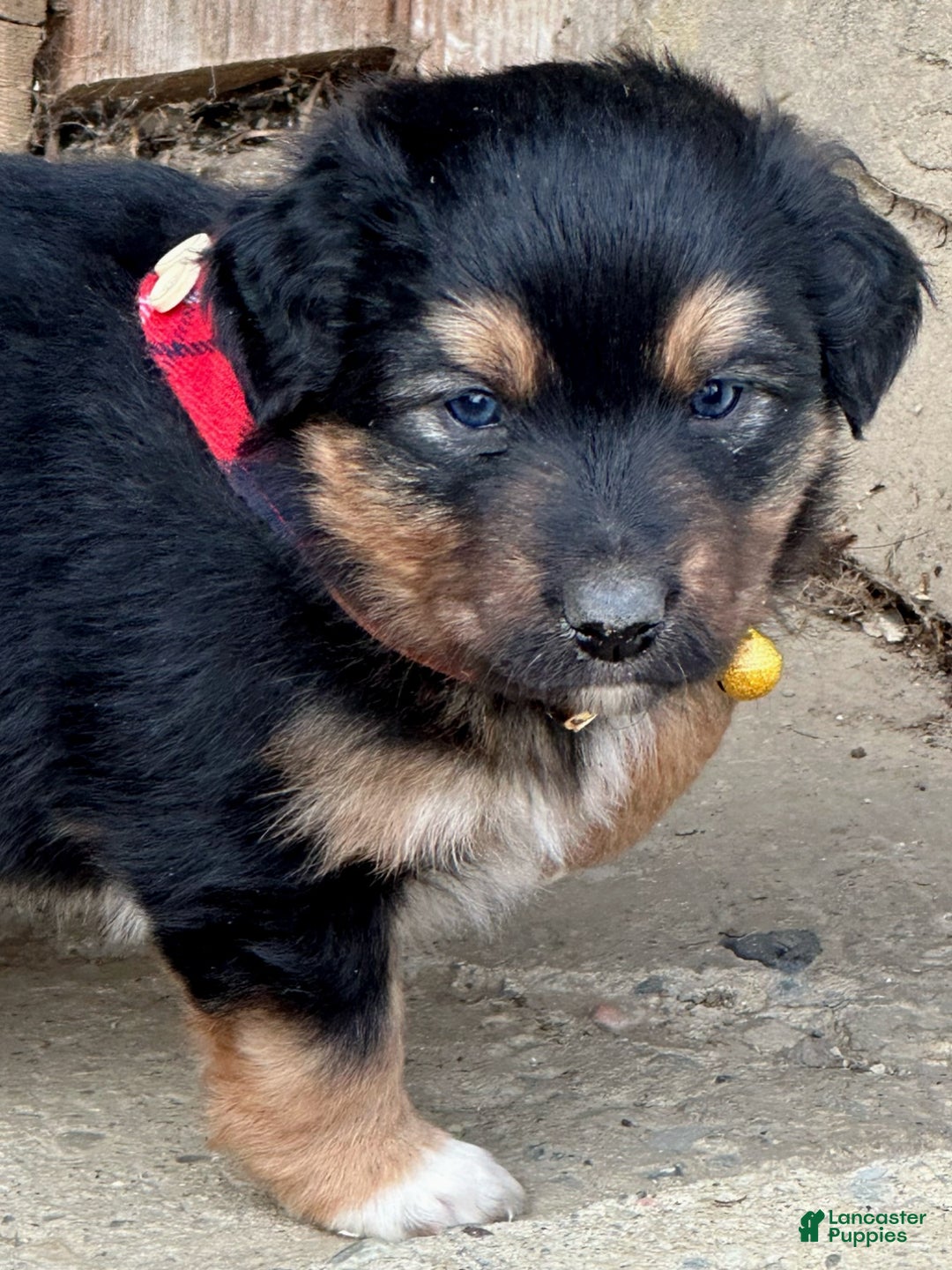 Miniature Australian Shepherd dogs for sale: Mistletoe - Ad 6