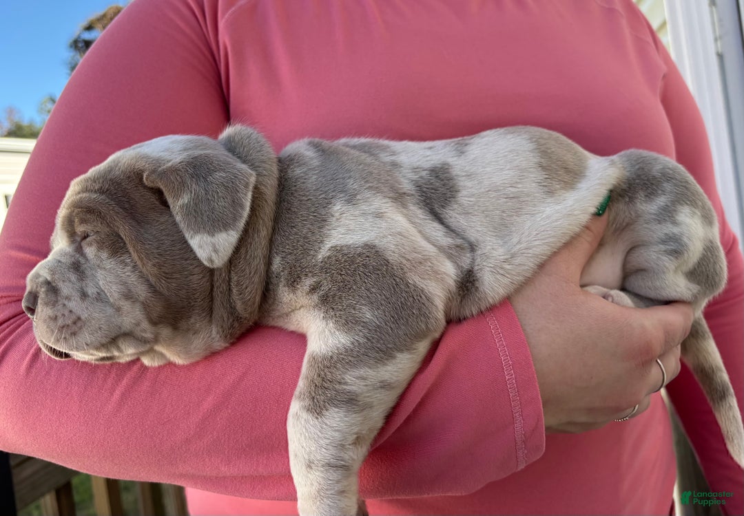 American Bully dogs for sale: BELIZE The XL Bully - Ad 2