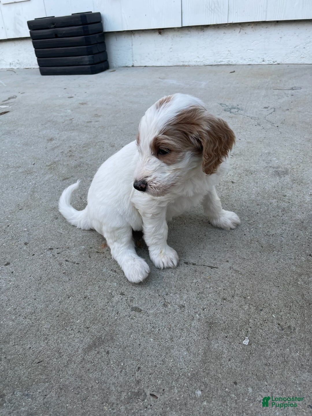Goldendoodle dogs for sale: Goldendoodle Puppy 5 - Ad 1