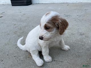 Goldendoodle dogs Goldendoodle Puppy 5 - Ad 21