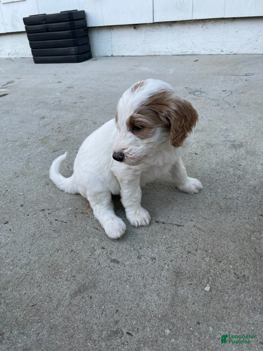 Goldendoodle dogs for sale: Goldendoodle Puppy 5 - Ad 1