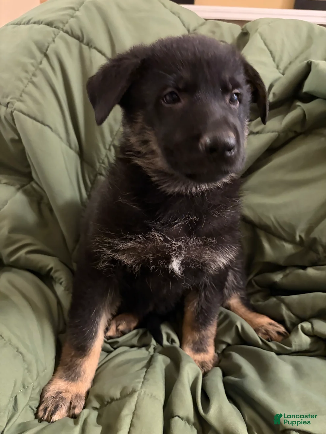 German Shepherd dogs for sale: German Shepherd Puppy 4 - Ad 15
