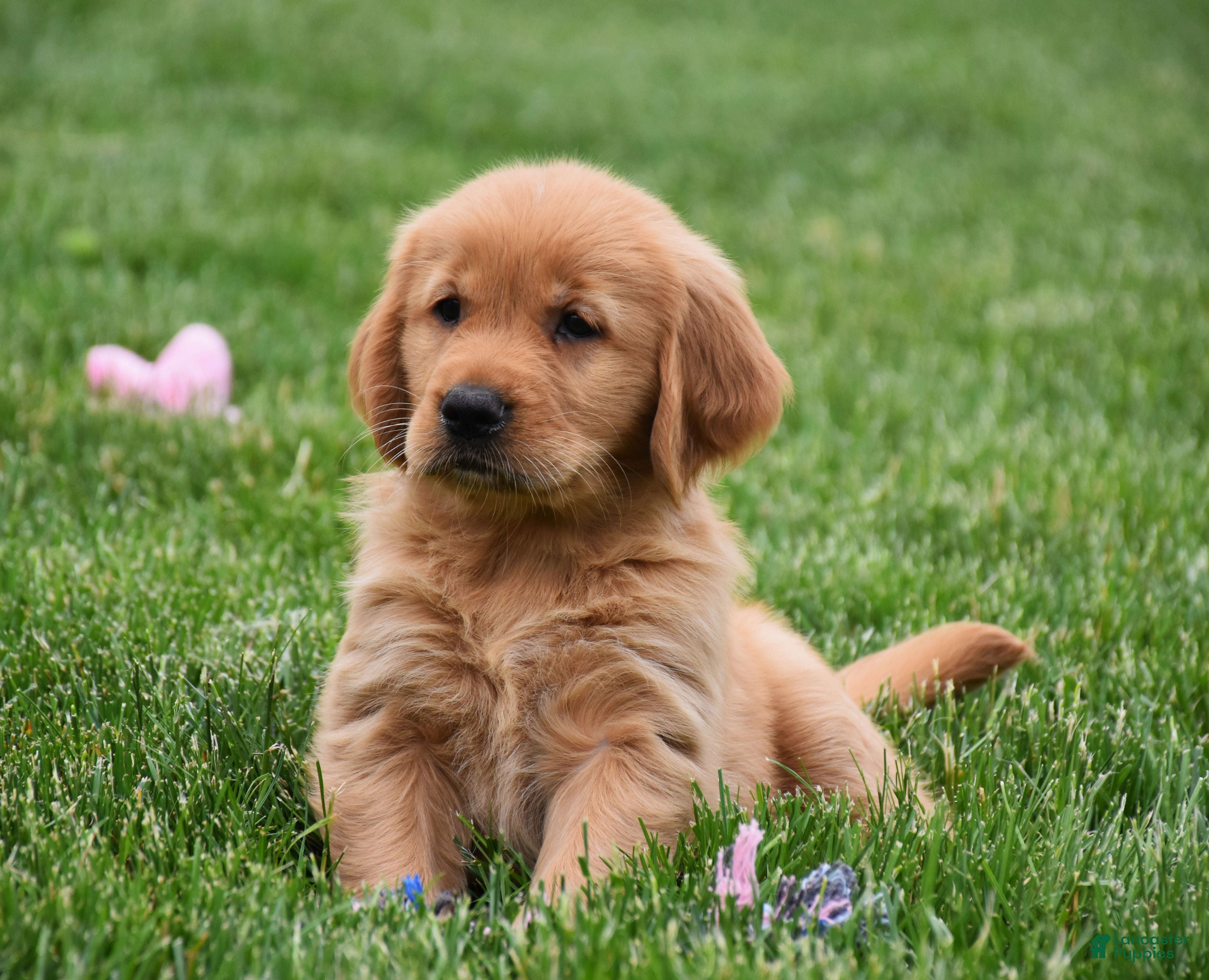 Golden Retriever dogs Marloe - Ad 2