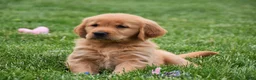Golden Retriever dogs for sale: Marloe - Ad 2