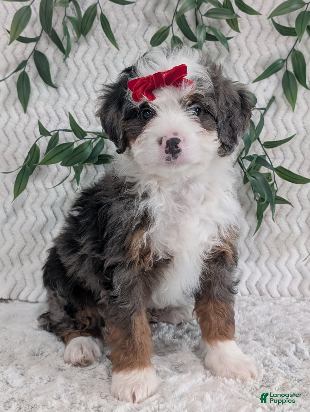 Mini Bernedoodle dogs for sale: Mini Marko  - Ad 1