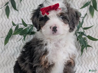 Mini Bernedoodle dogs Mini Marko - Ad 1