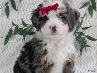 Mini Bernedoodle dogs Mini Marko - Ad 5