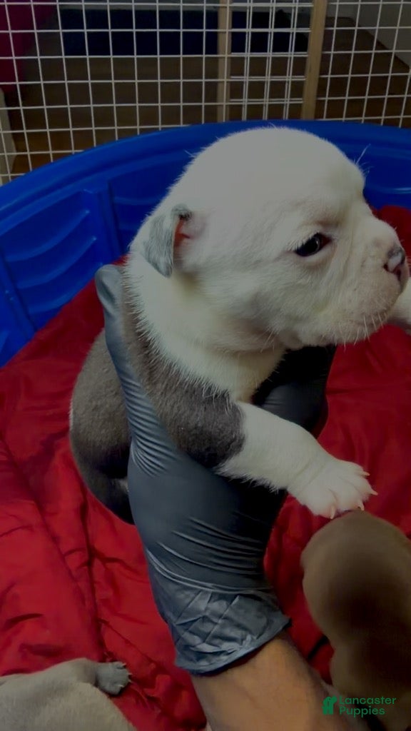 American Bully dogs for sale: Black-and-White - Ad 4