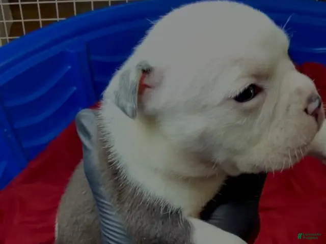 American Bully dogs for sale: Black-and-White - Ad 1
