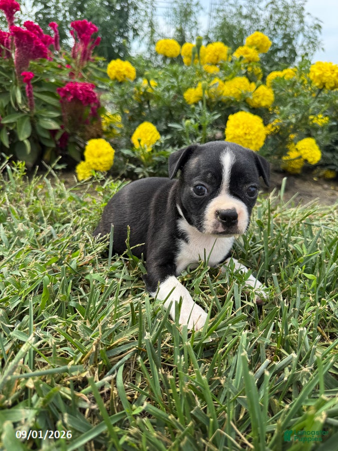 Boston Terrier dogs Hazel - Ad 1