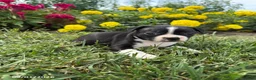 Boston Terrier dogs for sale: Hazel - Ad 1