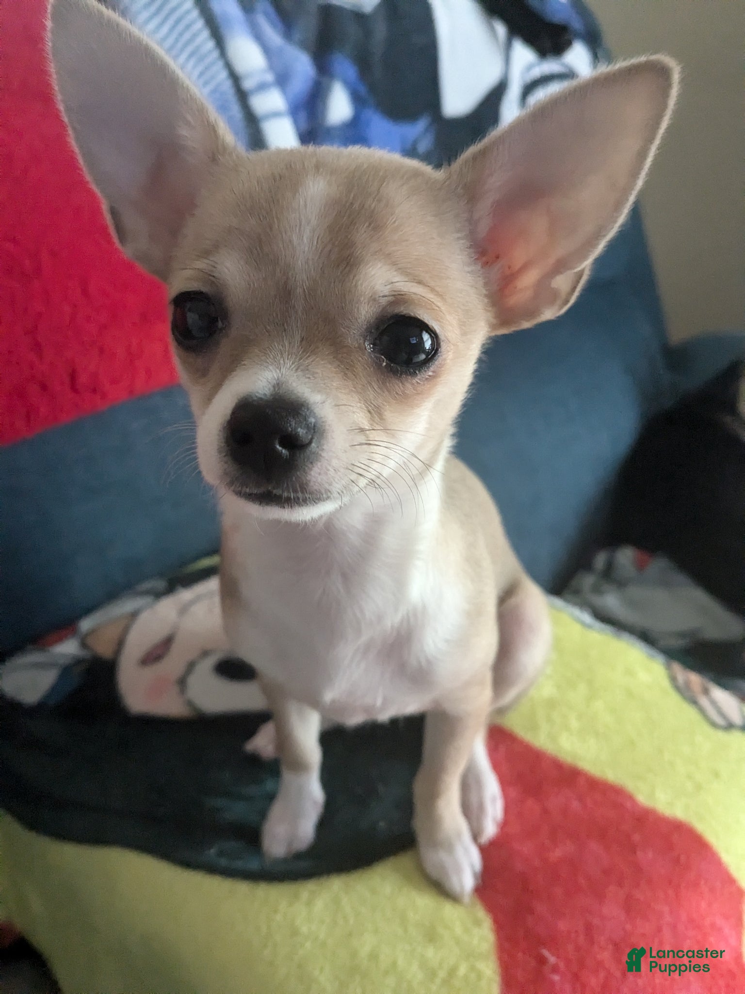 Chihuahua dogs for sale: Chihuahua Puppy 1 (coco- bear) - Ad 7