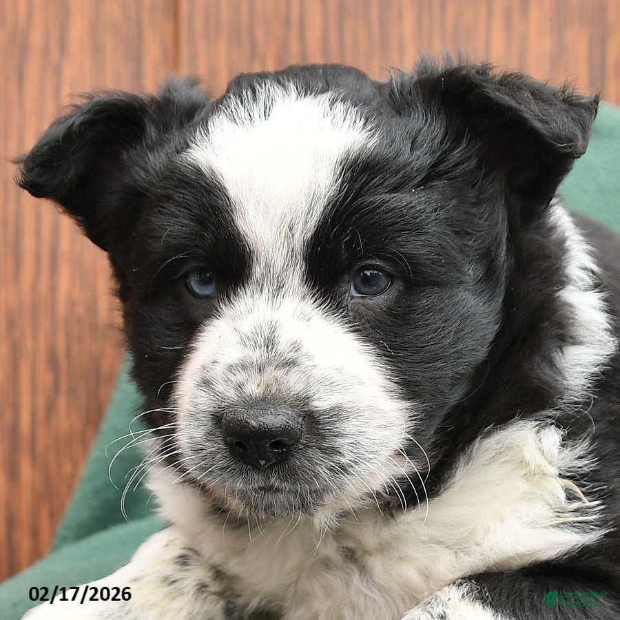 Mixed Breed dogs Alex - Ad 2