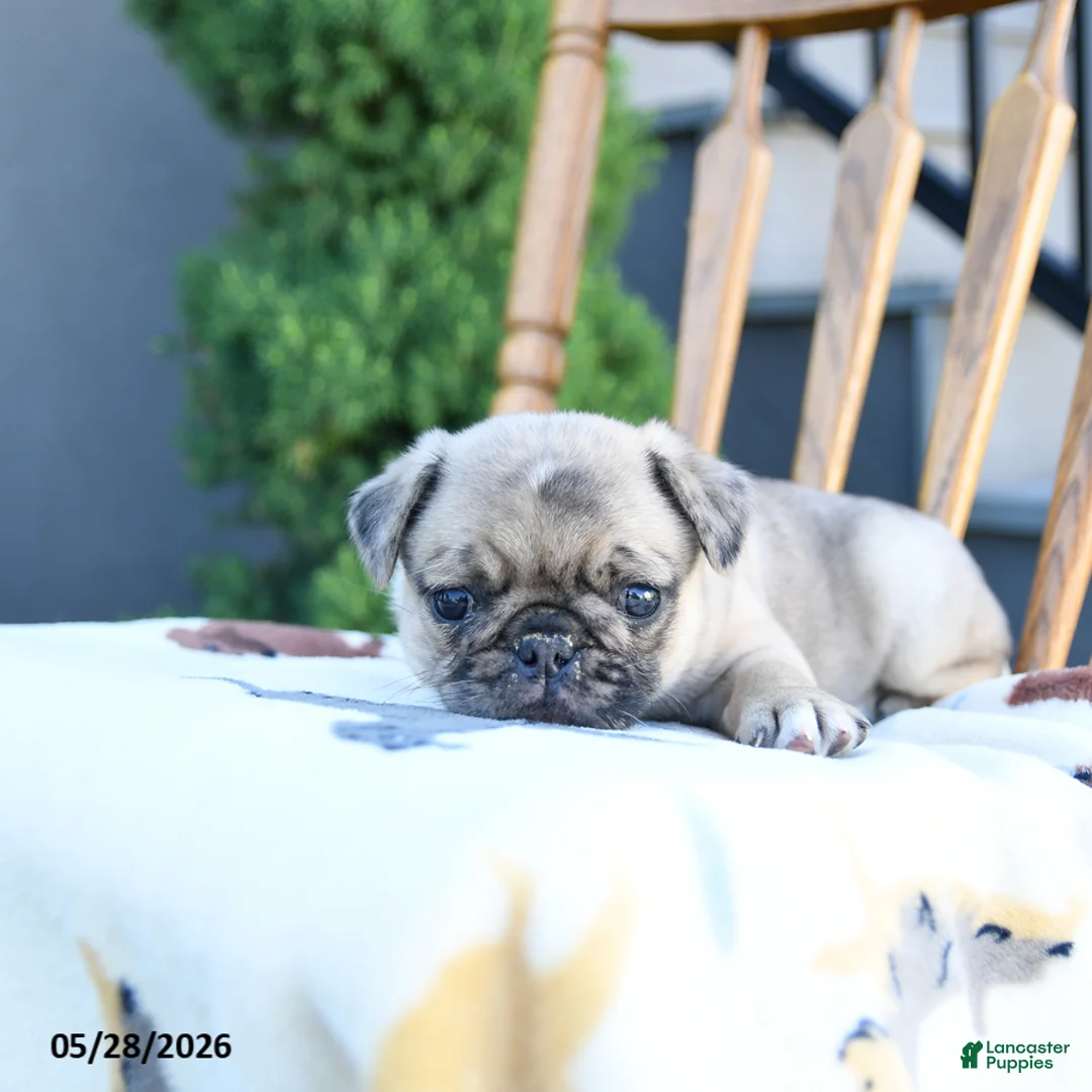Pug dogs for sale: Lottie - Ad 5