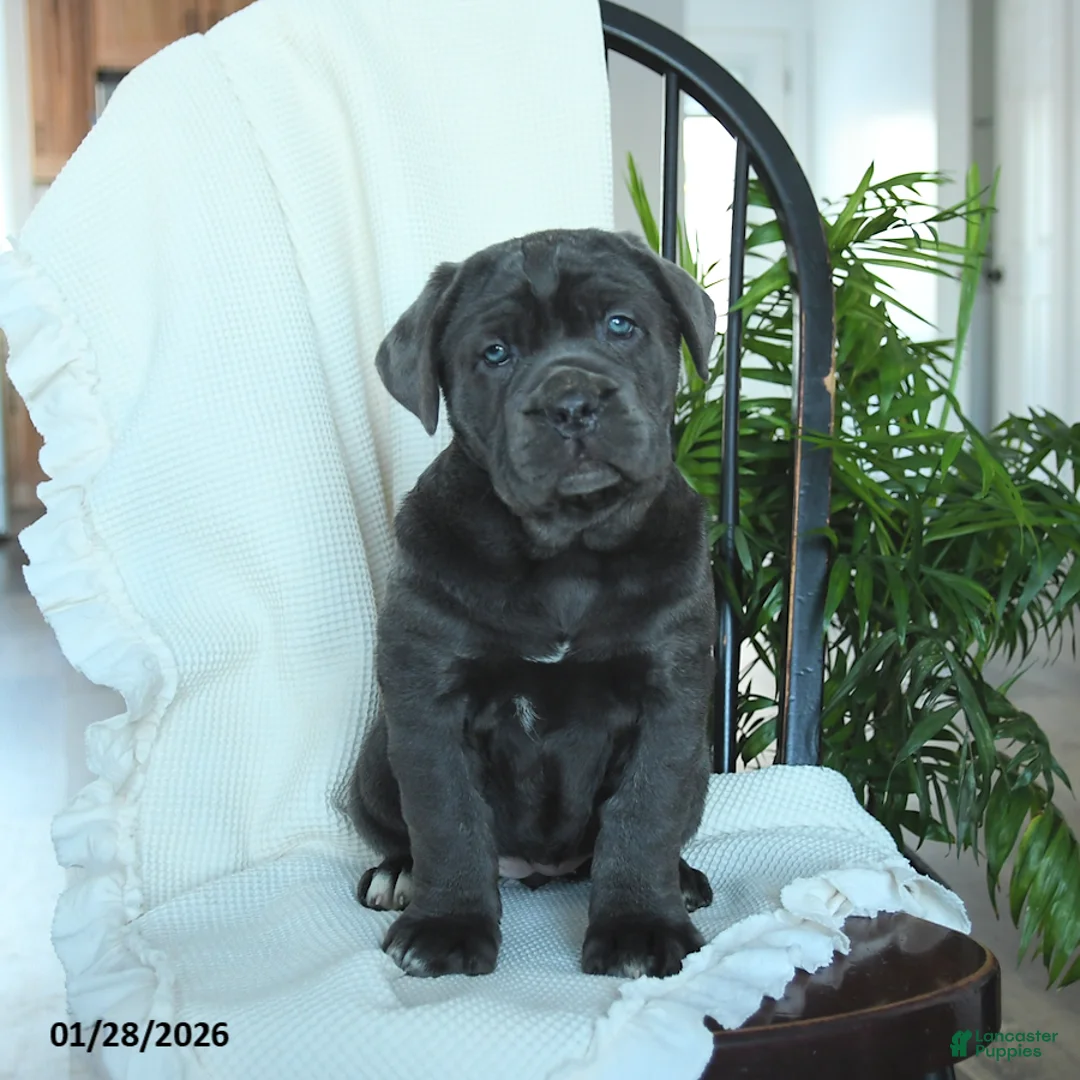 Cane Corso dogs for sale: Avalon - Ad 2