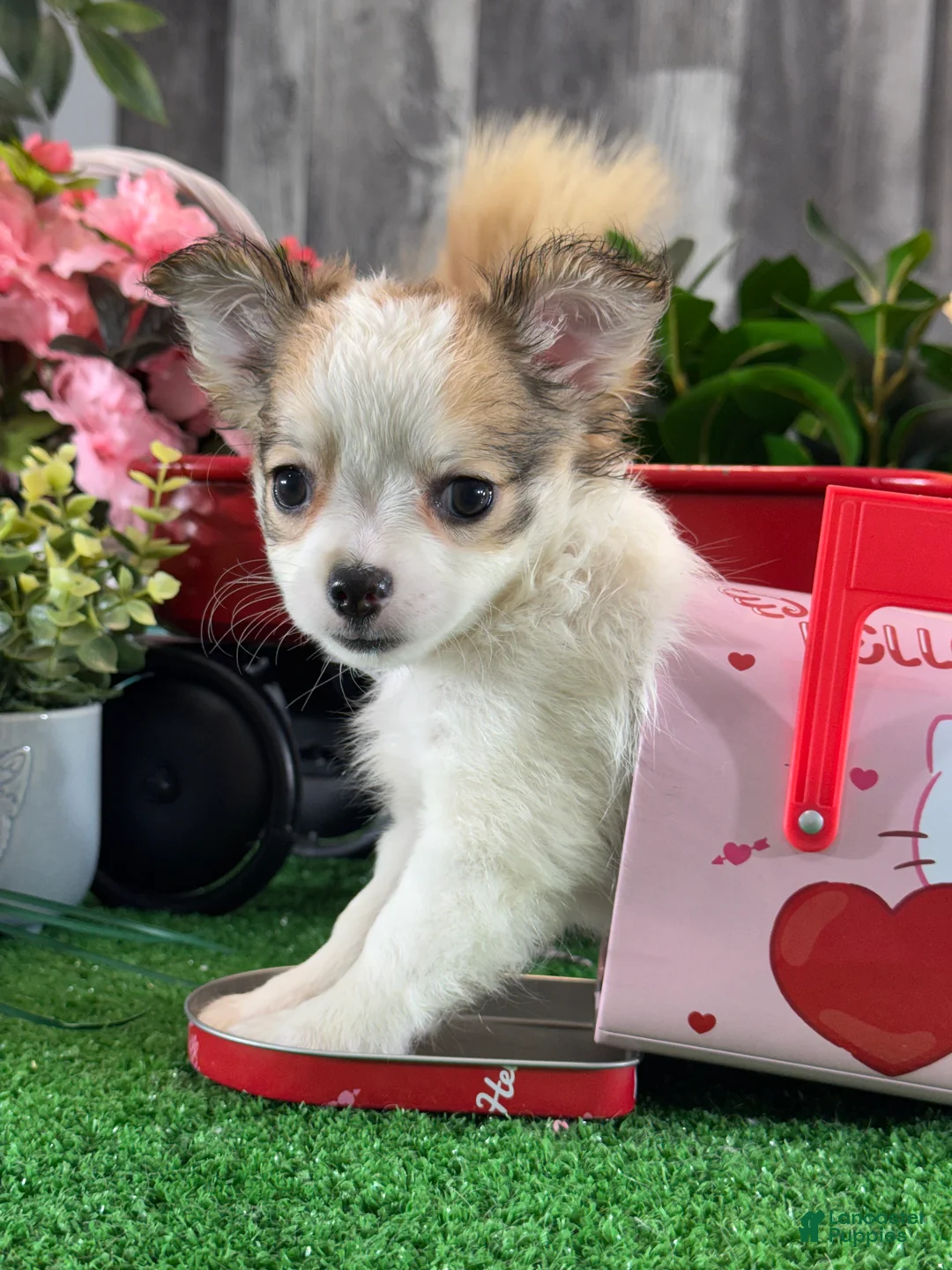 Chihuahua dogs for sale: Fancy  - Ad 4