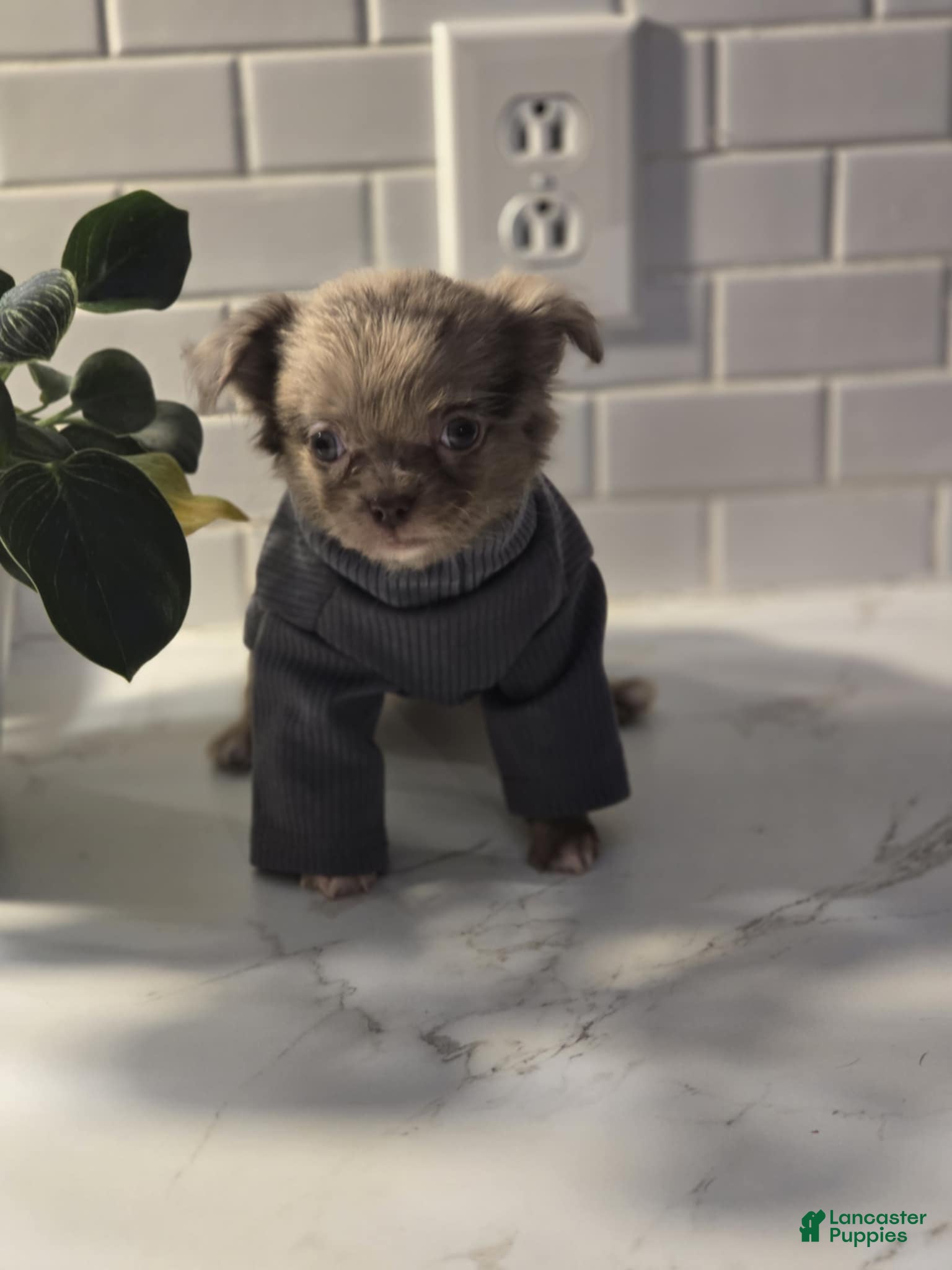 Chihuahua dogs for sale: jake - Ad 4