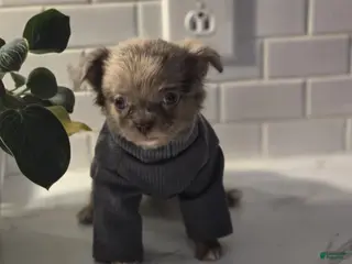 Chihuahua dogs for sale: jake - Ad 4