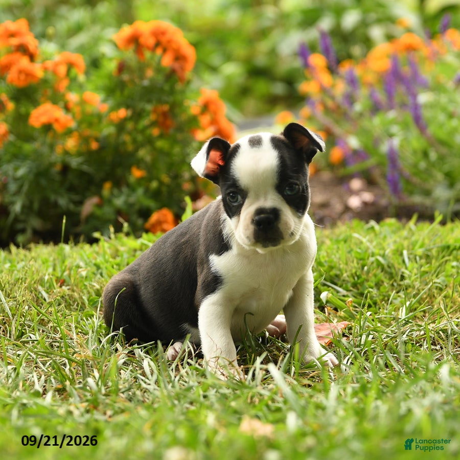 Boston Terrier dogs Nia - Ad 1
