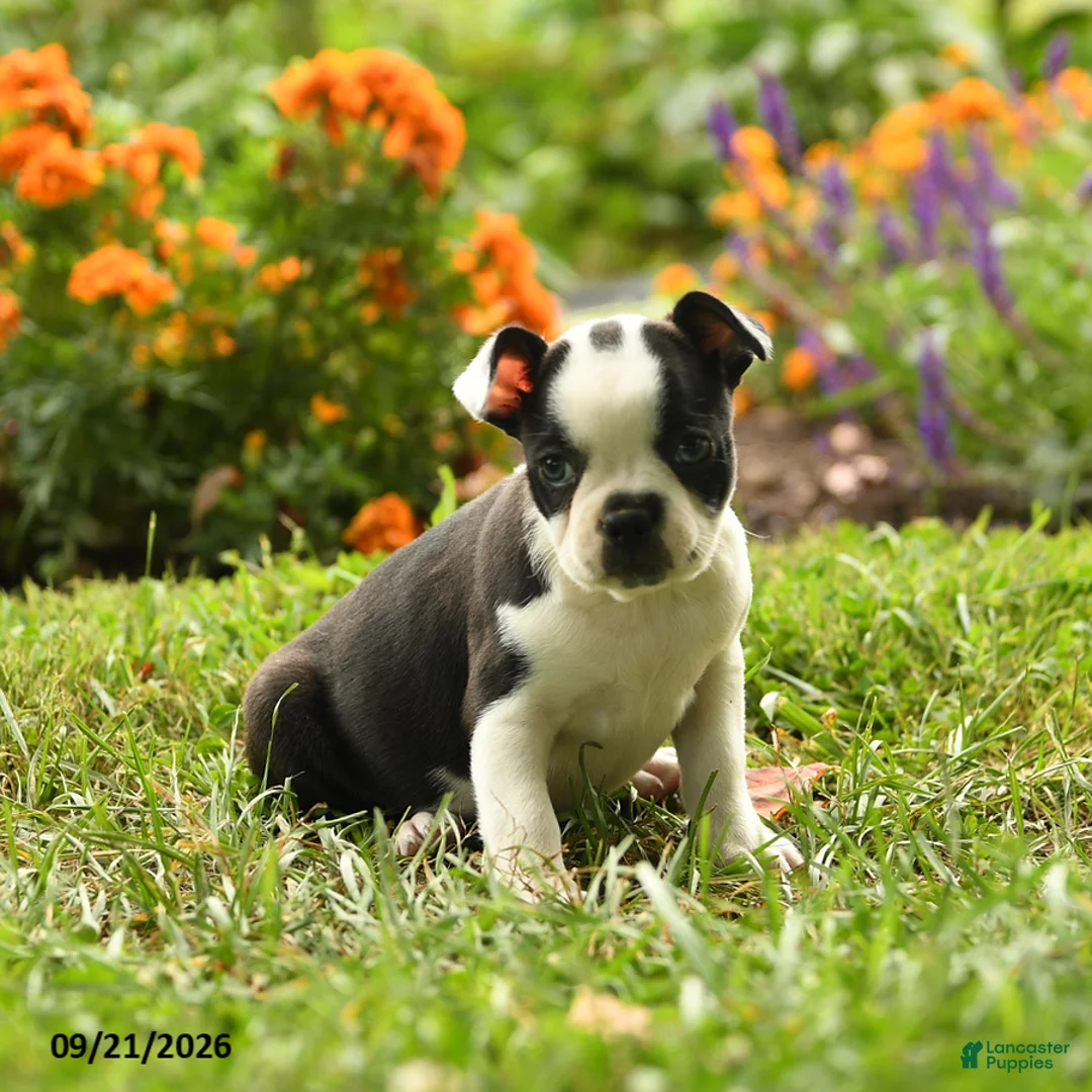 Boston Terrier dogs for sale: Nia - Ad 1