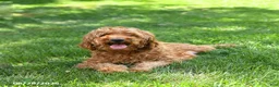 Goldendoodle dogs for sale: Molly - Ad 16