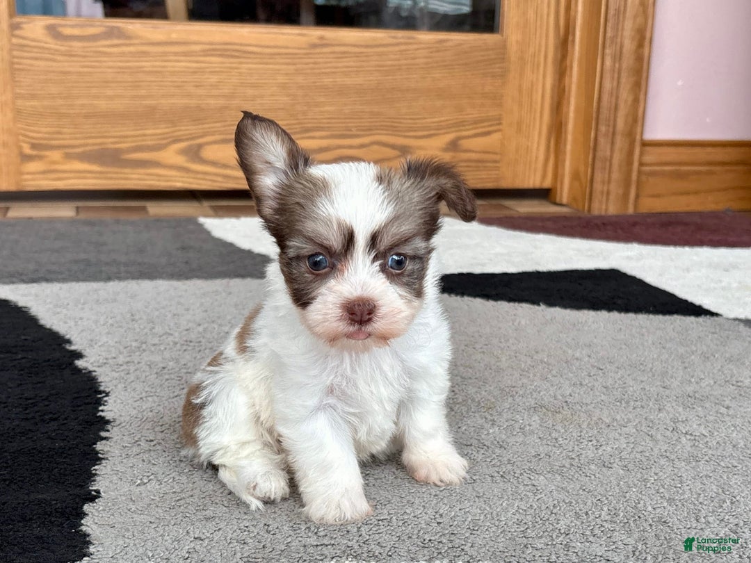 Coton De Tulear dogs for sale: Rita - Ad 11