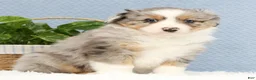 Miniature Australian Shepherd dogs for sale: Riley - Ad 4