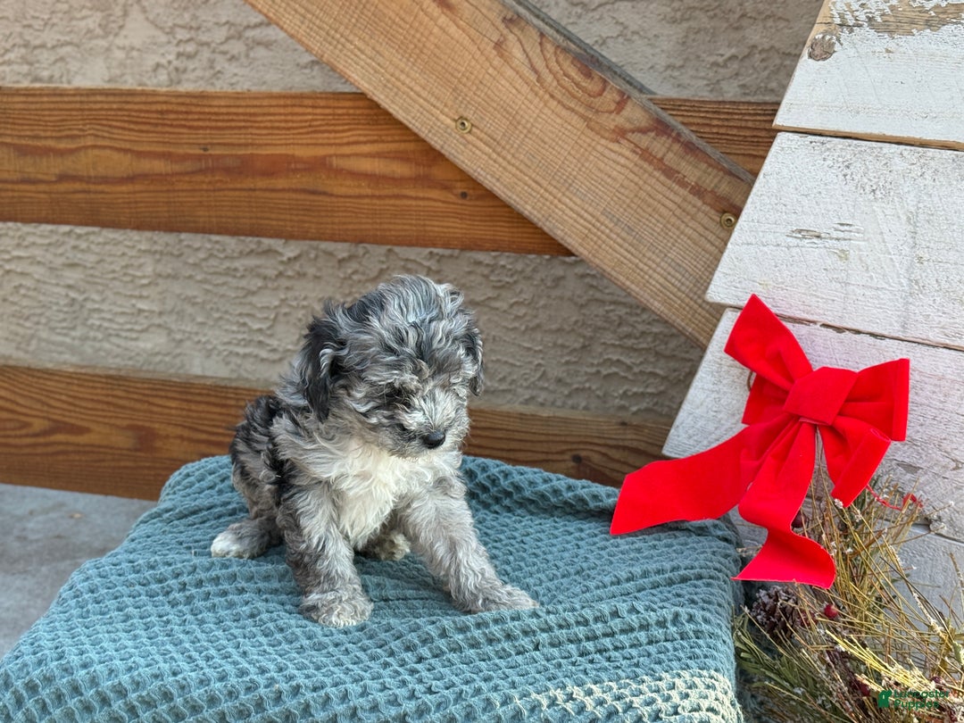 Bichpoo dogs for sale: Ashlee - Ad 4