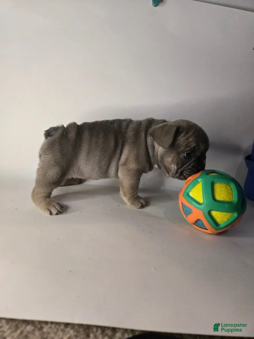 French Bulldog dogs for sale: Debo - Ad 2