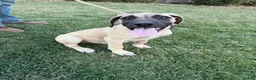 Mixed Breed dogs for sale: Biggie - Ad 1